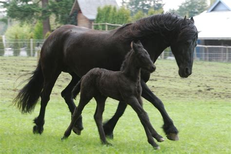 friesian  baby horses friesian animals