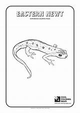 Newt Coloring Eastern Pages Cool Animals Kids 53kb 1654 Amphibians sketch template