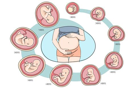 desarrollo prenatal