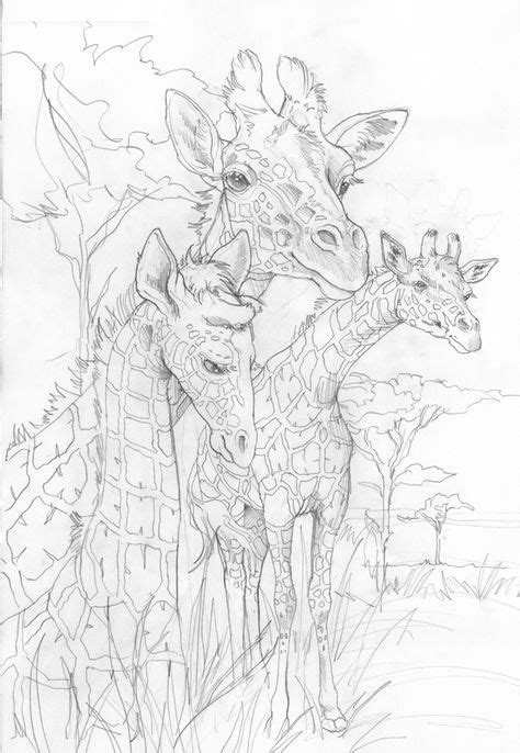 artist jody bergsma coloring ideas coloring pages bird coloring