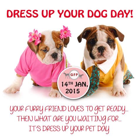 ready  dress   pet happy pet dress  day http