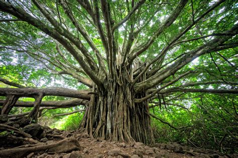 banyan tree  oxford review
