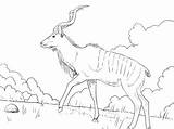 Kudu Coloring Pages Greater Male Supercoloring Salvo Colorir Para Imagens sketch template