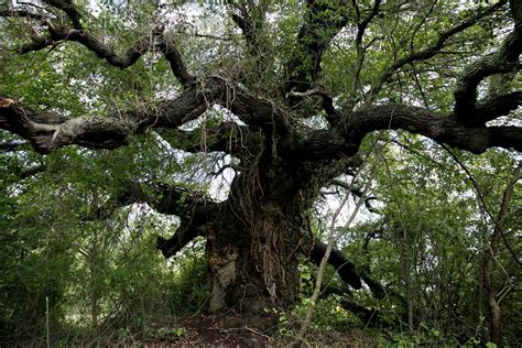 Massive Old Live Oak In Chesapeake Spared From Highway Expansion The