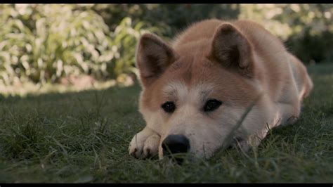 poveste sfasietoare hachiko cainele care   asteptat stapanul