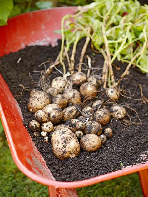 grow potatoes  homes gardens