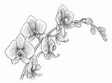 Orchid Pencil Drawing Drawings Flower Outline Simple Tattoo Oriental Study Orchids Line Stuff Plants Tattoos sketch template