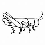 Saltamontes Pintar Grasshopper Educación Menta Recursos sketch template