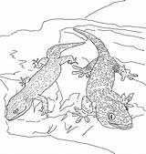 Coloring Geckos Lizard Gecko Cartoon sketch template