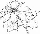 Poinsettia Coloring Flower Pages Christamas Christmas Printable Supercoloring Para Poinsettias Imprimir Color sketch template