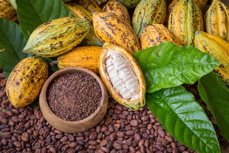 kakao kalorie wartosci odzywcze  wplyw na organizm jakie maja ziarna kakaowca strona zdrowia