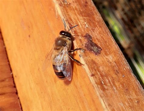 honey bee drone entomology today
