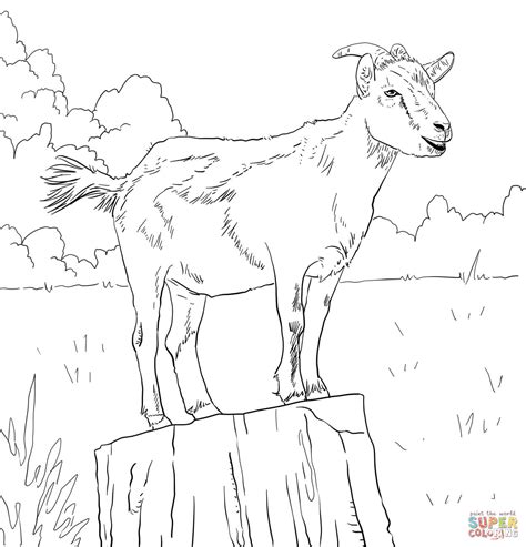 gambar goats coloring pages  realistic domestic goat baby