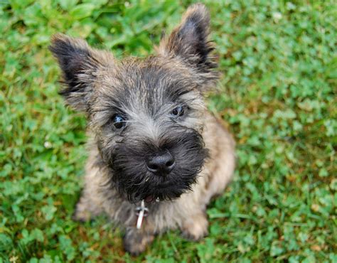 cairn terrier puppies images puppies dog breed information image pictures
