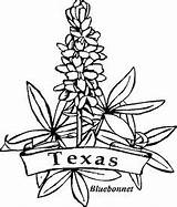 Coloring Texas Bluebonnets State Bluebonnet Designlooter Flowers Learning Clip Fun Pages These Kids sketch template