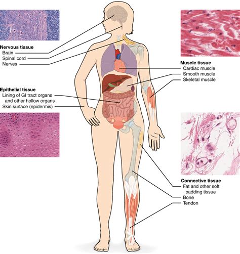 A Basic Overview Of The 4 Types Of Human Tissue Free