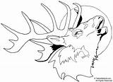 Coloring Elk Deer Reh Hirsch Wood Sketch Burning Stencils Ausmalbild Moose Sketchite Kostenlos Imagixs sketch template