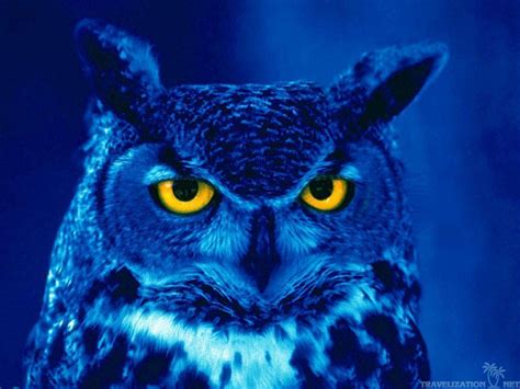 blue owl wallpapers top  blue owl backgrounds wallpaperaccess