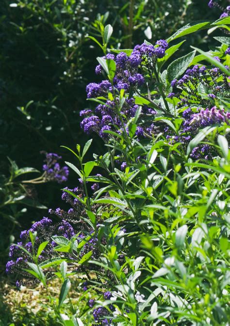 shrub  purple flowers  stock photo public domain pictures