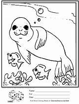 Seal Coloring Kids Pages Cute Printable Ocean Drawing Animals Baby Drawings Seals Fish Simple Color Leopard Elephant Worksheets Sheets Kindergarten sketch template