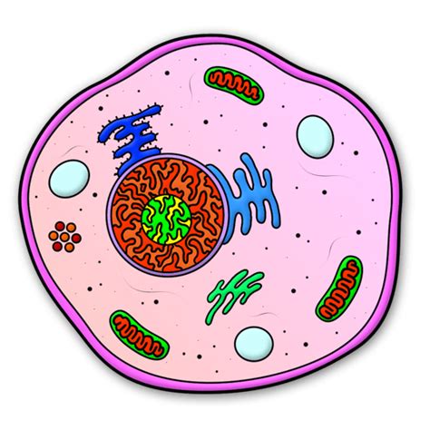 animal cell  depicted   illustration