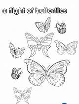 Collective Coloring Nouns Template Butterflies Pages Flight sketch template