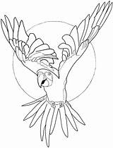 Parrot Macaw Coloring sketch template