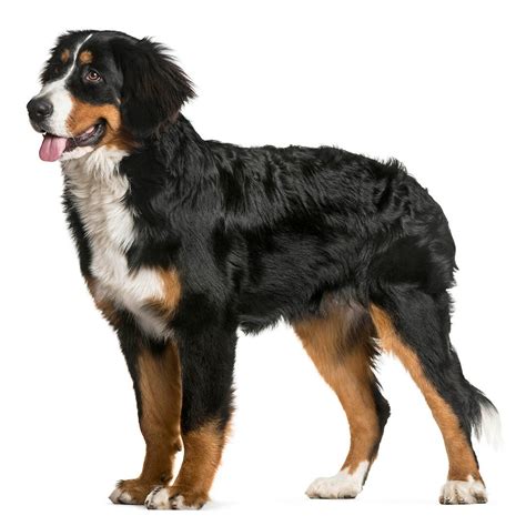 beautiful  cute puppy  bernese mountain dog breed  lying