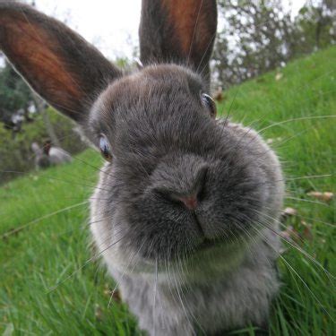 stuff  cher rabbit rabbit rabbit