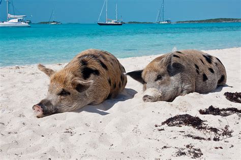pig beach   bahamas travels  living