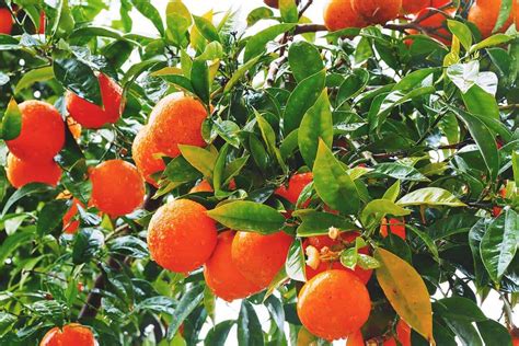 growing orange tree  varieties planting guides care problems