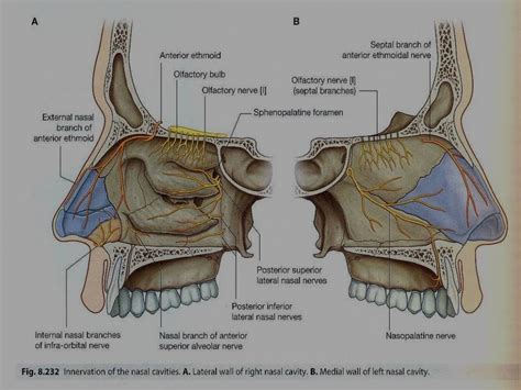 nasal cavity anatomy