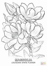 Pea Sweet Flower Coloring Drawing Getdrawings sketch template