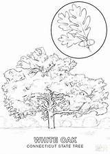 Coloring Tree Trunk Getdrawings sketch template