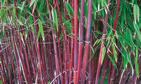 9cm asian wonder bamboo plant groupon goods