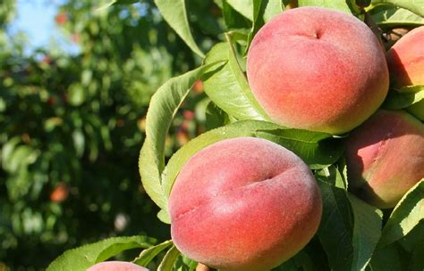 August Sun Peach Fruit Tree Variety Anfic