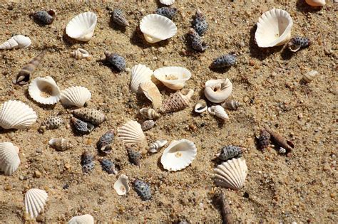 shells sand beach  photo  pixabay