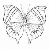 Sommerfugl Tegninger Kategorier Butterfly sketch template