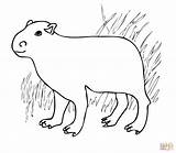 Coloring Capybara America South Pages Printable Color Drawing sketch template