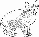 Sphynx Cat Coloring Pages Cats Color Kids Colouring Hairless Drawings Mandala 41kb 540px sketch template