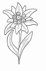 Edelweiss Flower Tattoo Coloring Clipart Printable Pages Cliparts Austria Flowers Edelweiß Dessin Blanc Noir Et Embroidery Fleur Coloringpagesforadult Eidelweiss Visitar sketch template