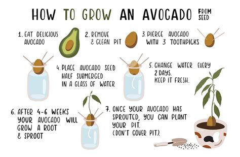 7 Easy Steps On How To Grow Avocado From Seed Hort Zone