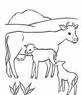 Cow Calf Pages Coloring Getdrawings sketch template