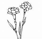 Coloring Carnations Para Claveles Colorear Carnation Drawing Coloringcrew Gif Simple Flowers Choose Board sketch template