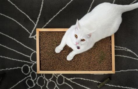 11 Cool Diy Cat Scratchers To Spoil Your Kitty Shelterness