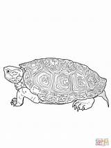 Terrapin Diamondback Coloring Pages Drawing Colouring Printable Turtle Outline Animal Turtles Tortoise Supercoloring Mandala Crafts Choose Board sketch template