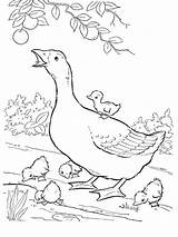 Coloring Goose Pages Mother Printable Goslings Geese Baby Birds Print Kids Game Popular Coloringhome Categories Comments sketch template