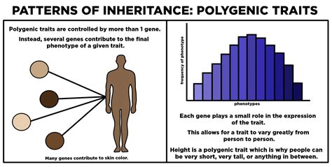 Polygenic — Definition And Examples Expii