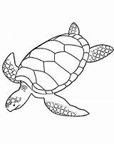 Turtle Sea Coloring Pages Drawing Leatherback Printable Turtles Line Print Green Color Realistic Loggerhead Animals Baby Hawksbill Swimming Clipart Cartoon sketch template