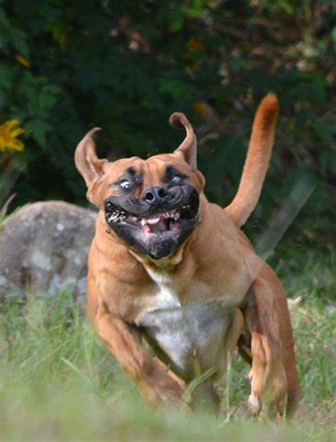 creepy dog worlds ugliest dogs anjing retriever